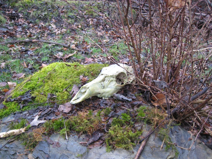 an animal skull that is lying on some moss