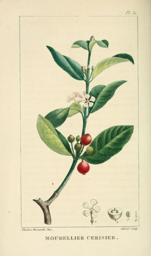 a hand colored illustration showing a single flower on a nch with red fruits and leaves