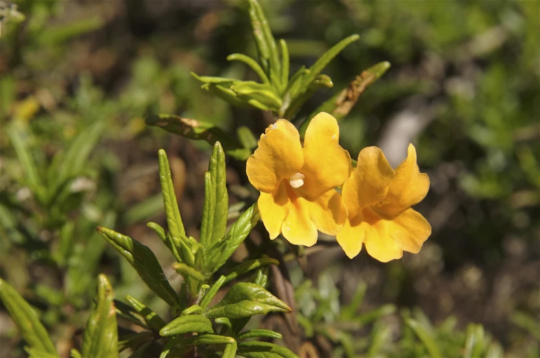 a tiny yellow flower is blooming on the ground