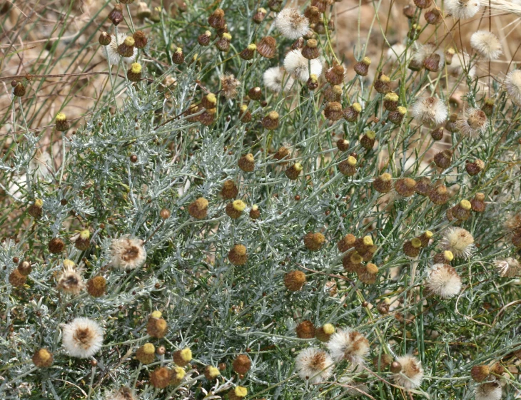 some dandelions blooming near a desert area