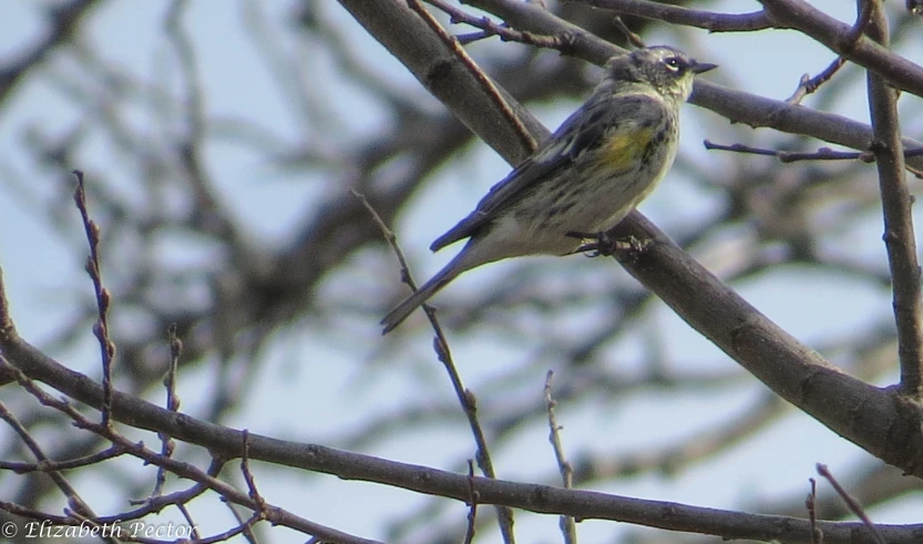 a gray bird is perched on the nch