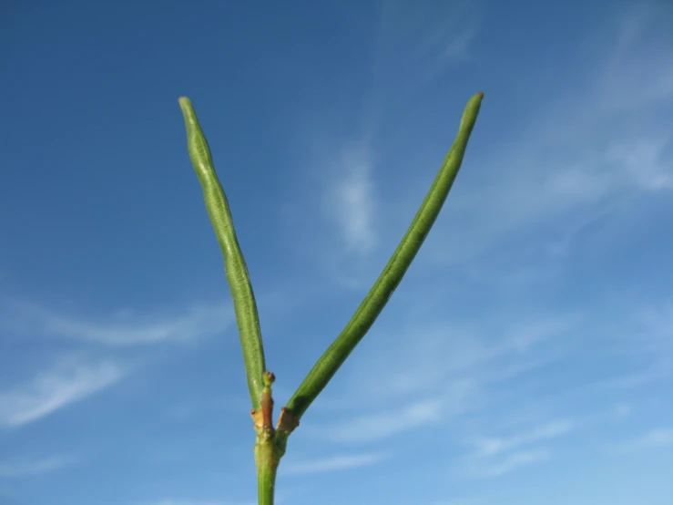 green stems with a blue sky and cloud background