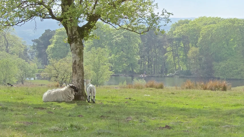 two sheep eat grass under a tree in the middle of a park