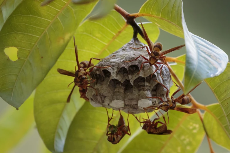 some large antebites are in the nest of a tree