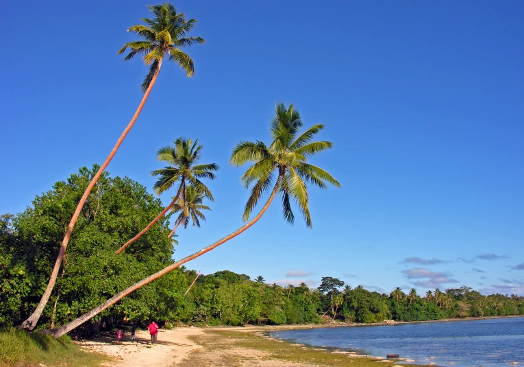 there are two palm trees on the beach by the ocean