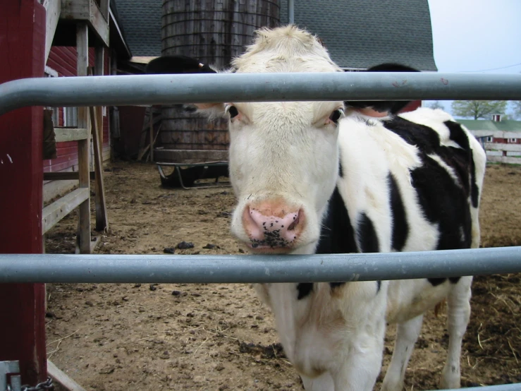 a cow in a field looking through the gate