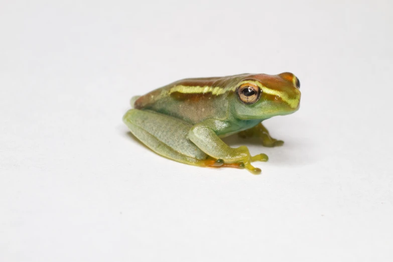 a small green frog with an orange under eyes