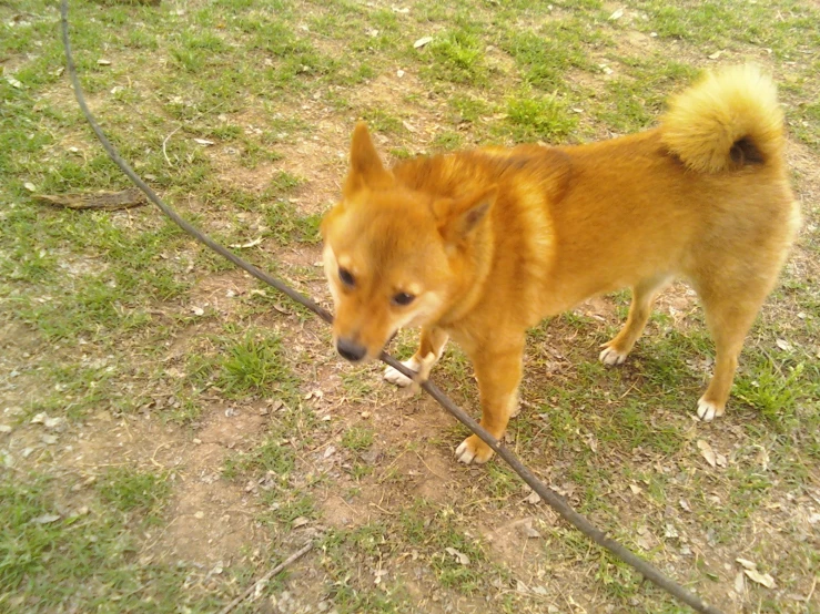 a dog on some grass in the yard