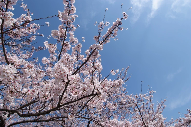 a blooming tree nches with lots of white flowers