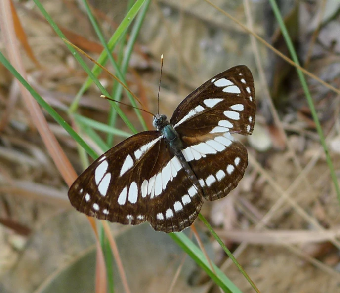 a white and brown erfly is sitting on some green grass
