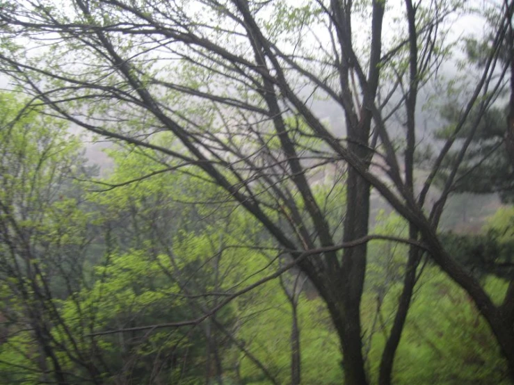 an empty bench is next to trees and grassy hills