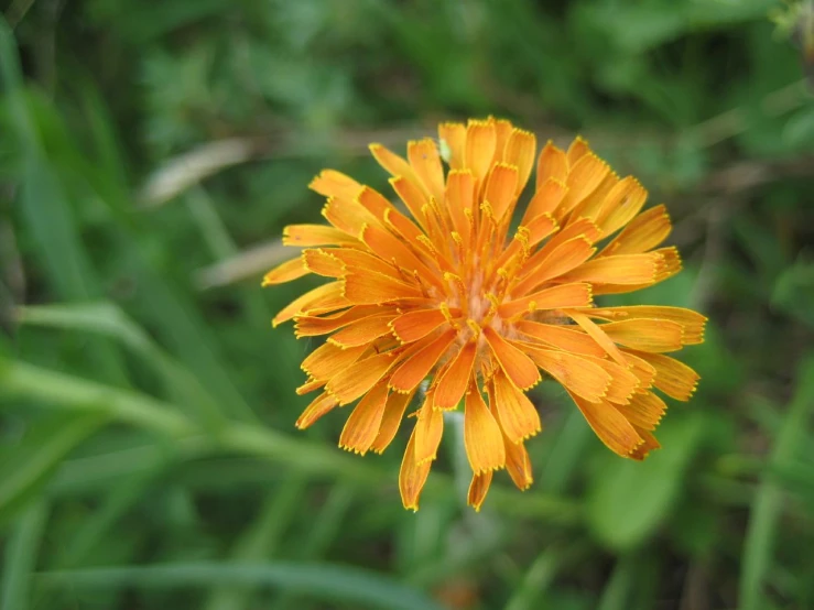 yellow flower in a grassy area with grass and flowers