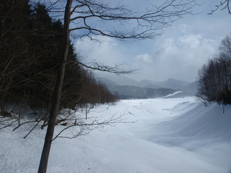 a path through a snowy forest in the middle of the winter