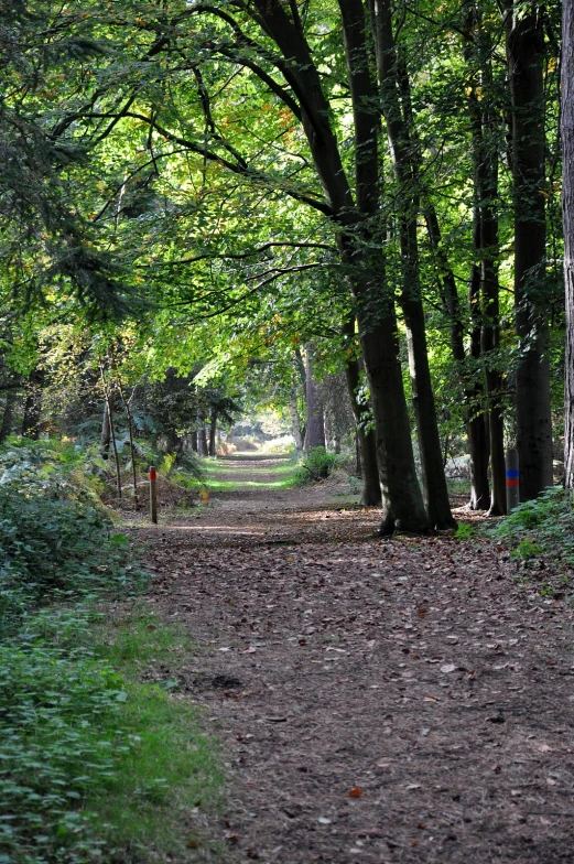 a dirt path surrounded by green trees in the forest