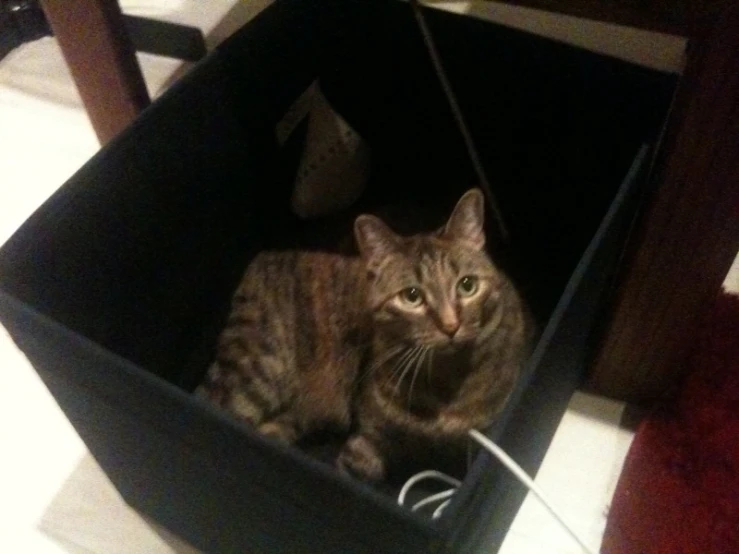 a tabby cat sitting inside a black box