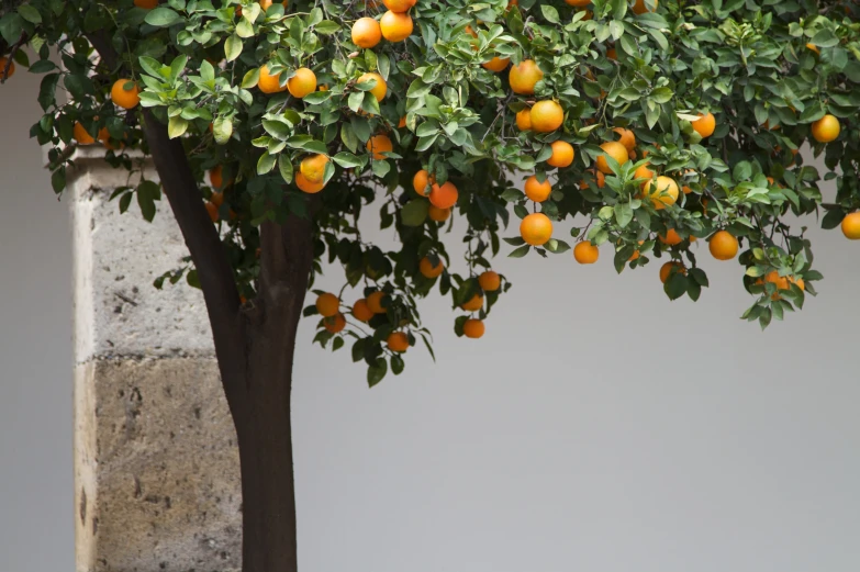 oranges growing on a tree near a wall