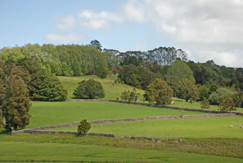 green pastures and trees with blue sky in the background