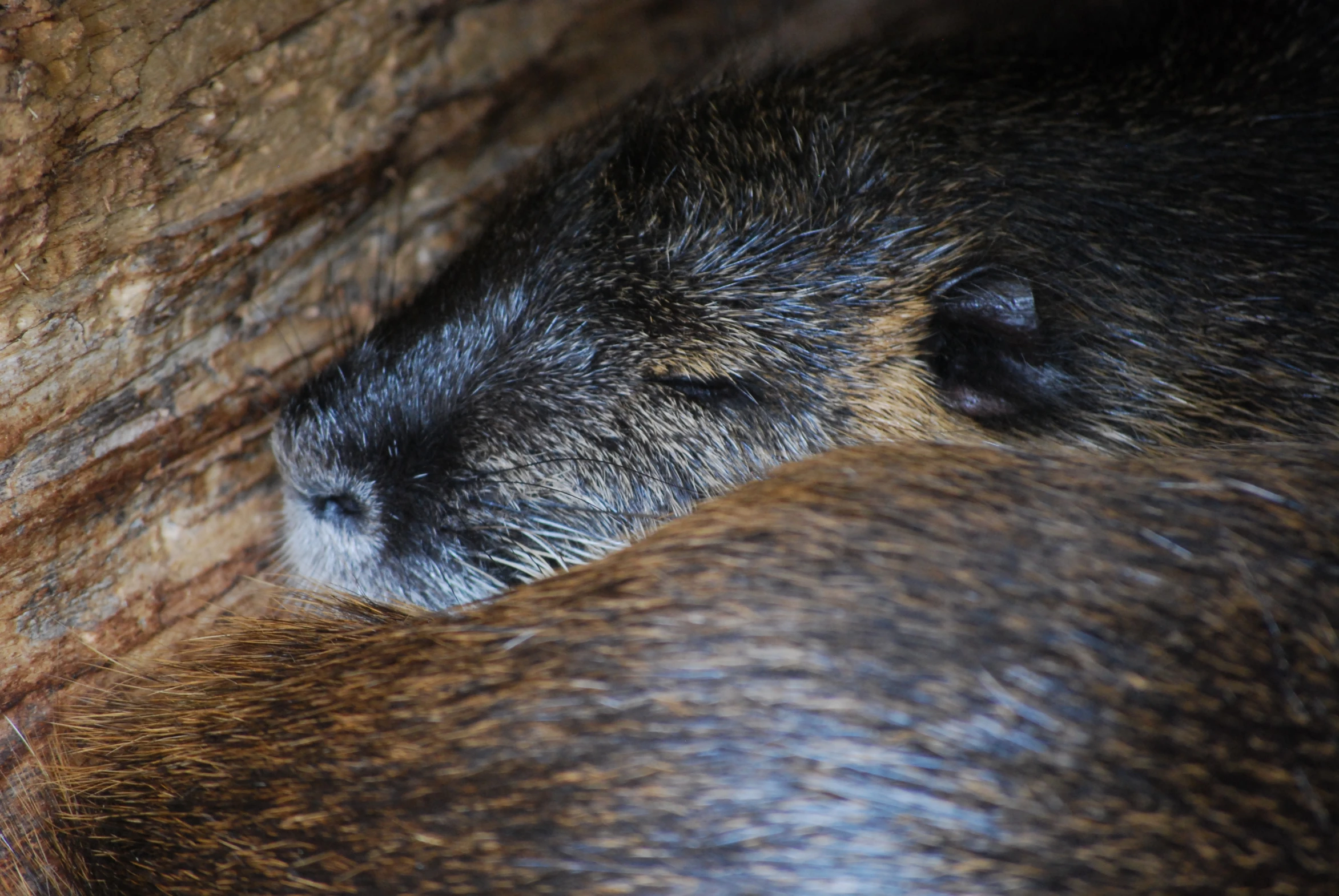 a close up of a small animal with its eyes closed