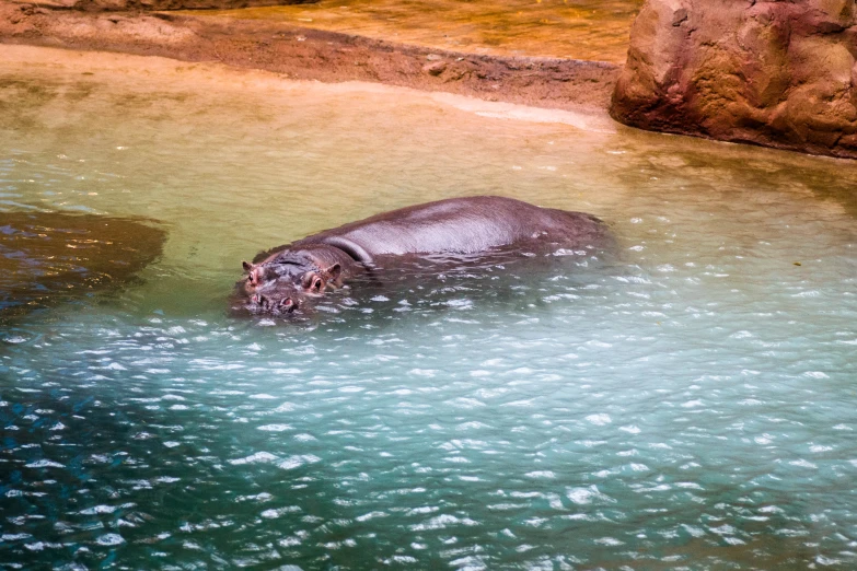 hippo floating on back in body of water near rocks