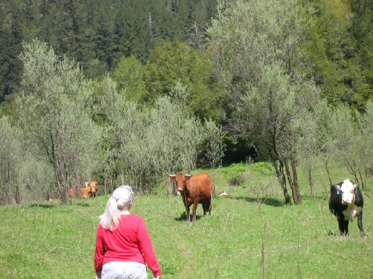 a woman and two cows grazing in an open field