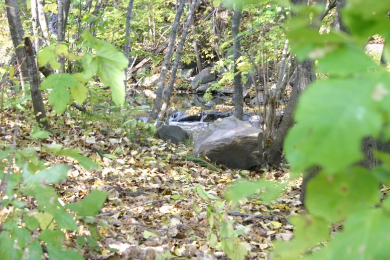 a wooded area with rocks and fallen leaves
