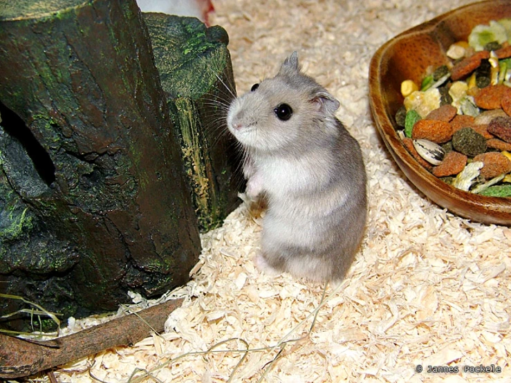 a small hamster stands near some food in a bowl