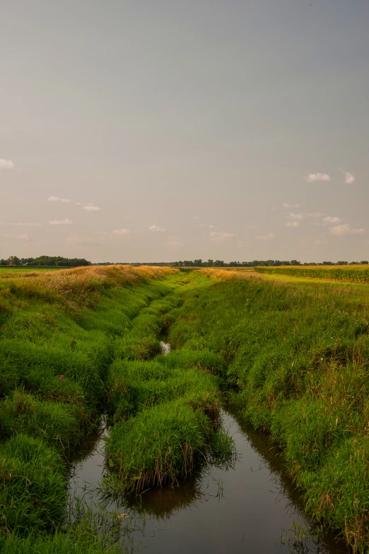 a small stream is next to the grass