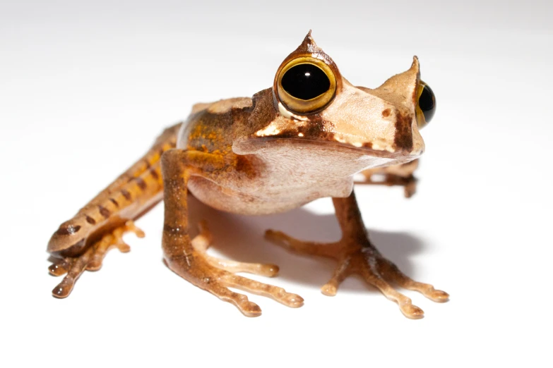 a small frog with large yellow eyes sitting up against a white background