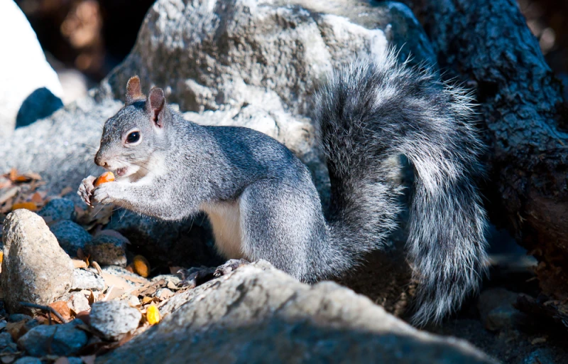 a squirrel eating soing in it's mouth