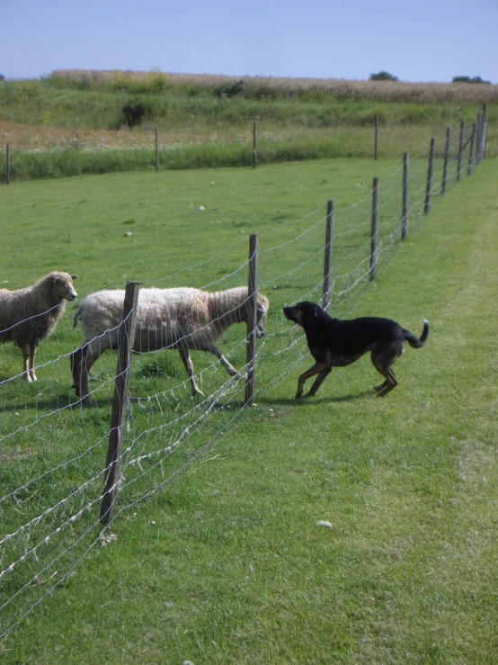 a dog is running through a barbed wire fence with two sheep