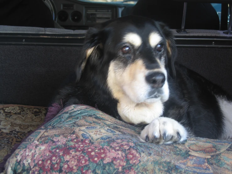 a large black and white dog laying in the back of a van