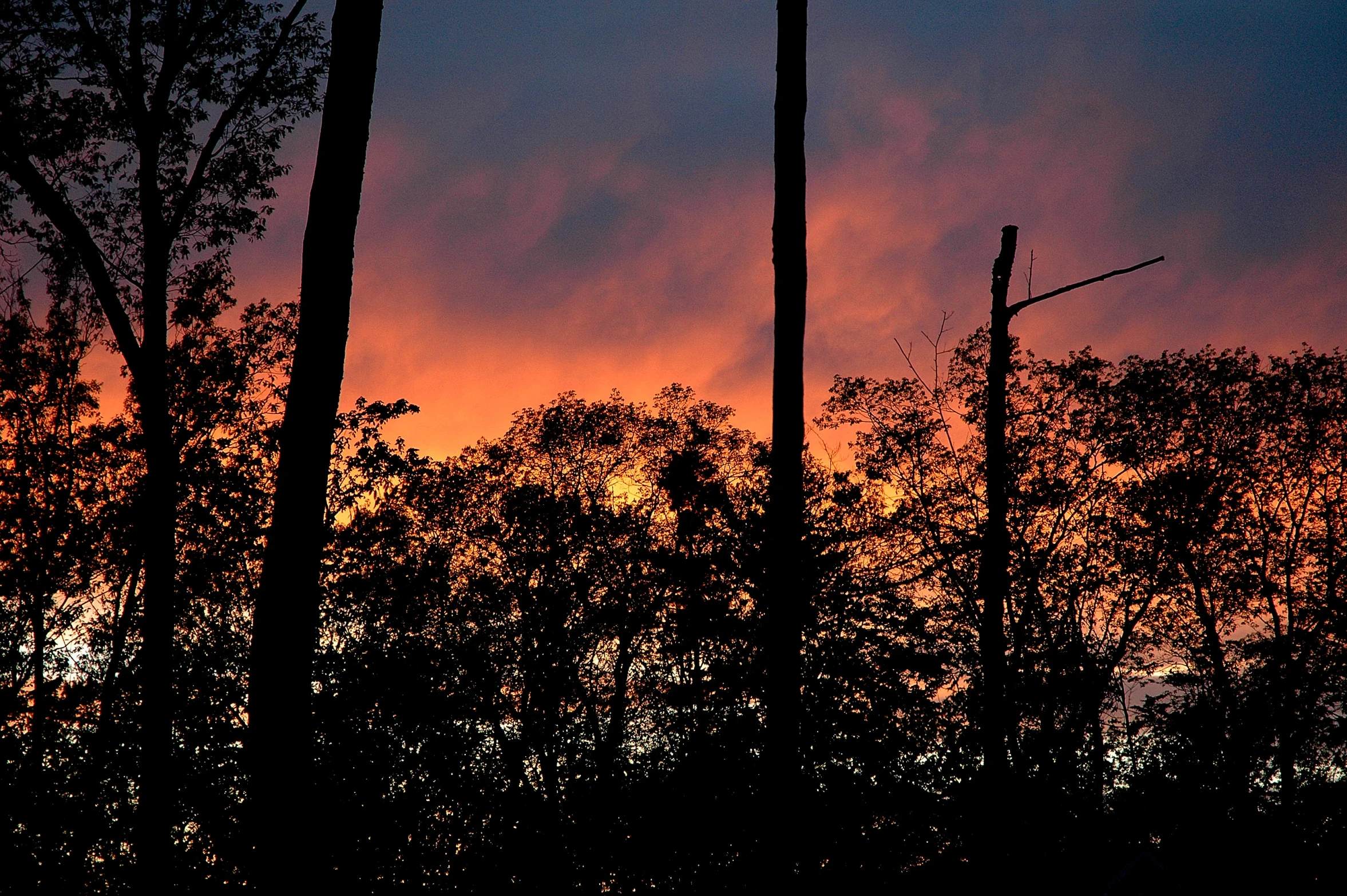 the view of tree tops with a sunset in the background