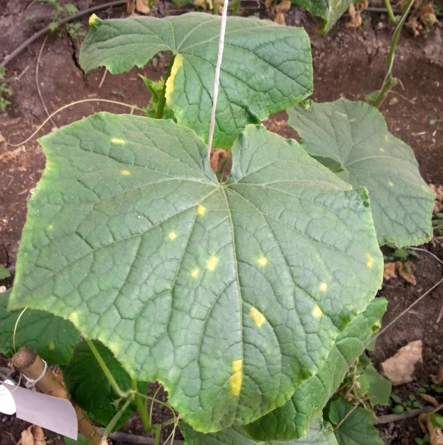 some very big leaves with yellow spots in the leaves