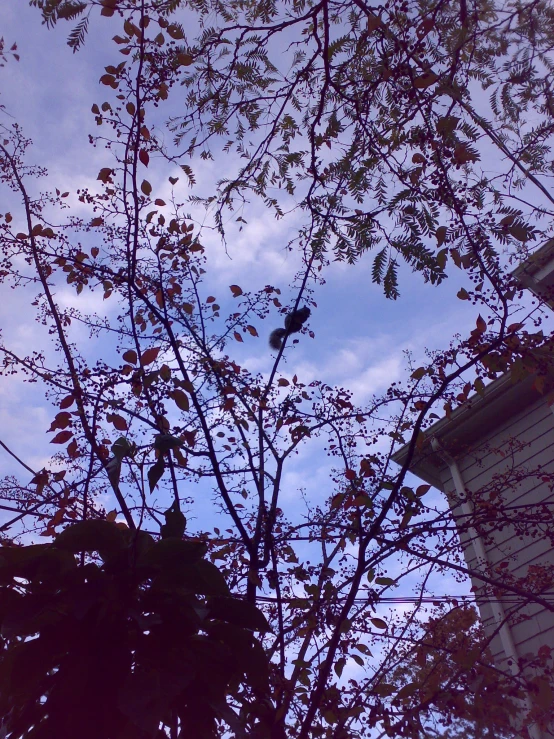 the nches and leaves of a tree in front of an old house