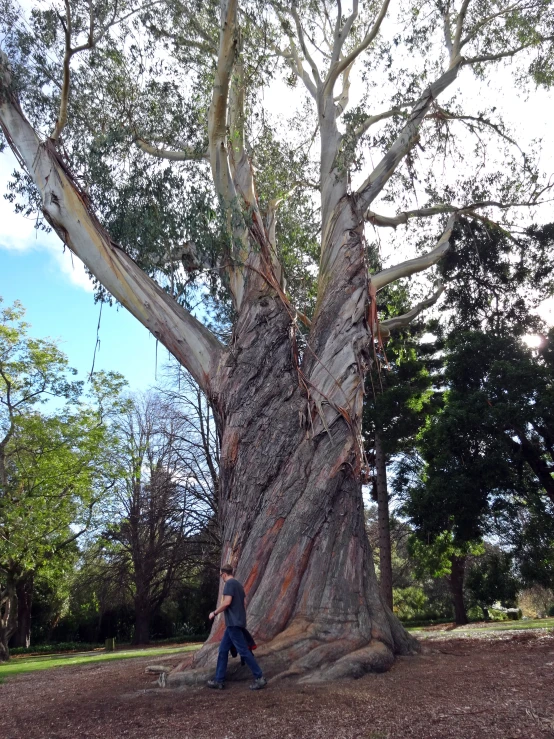 a man kneeling up against the base of a huge tree