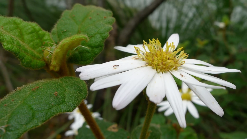 white flower on the edge of a grassy field