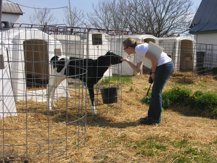 a woman is petting her cow on the nose