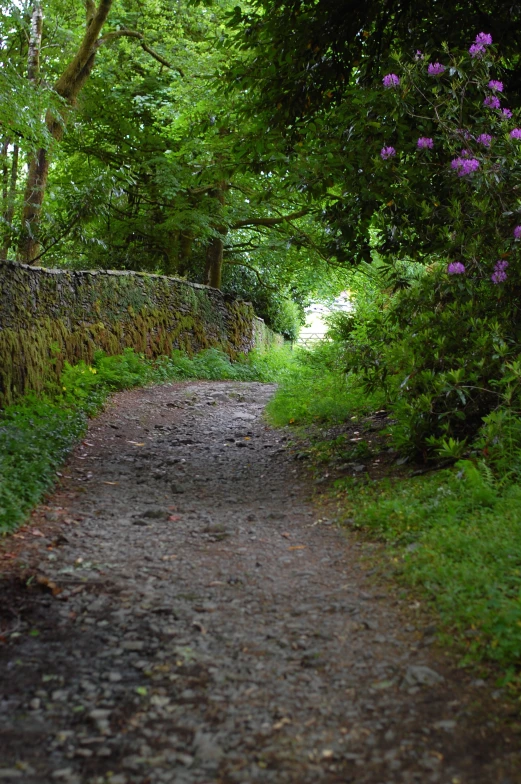 a narrow path runs through some trees near a stone wall
