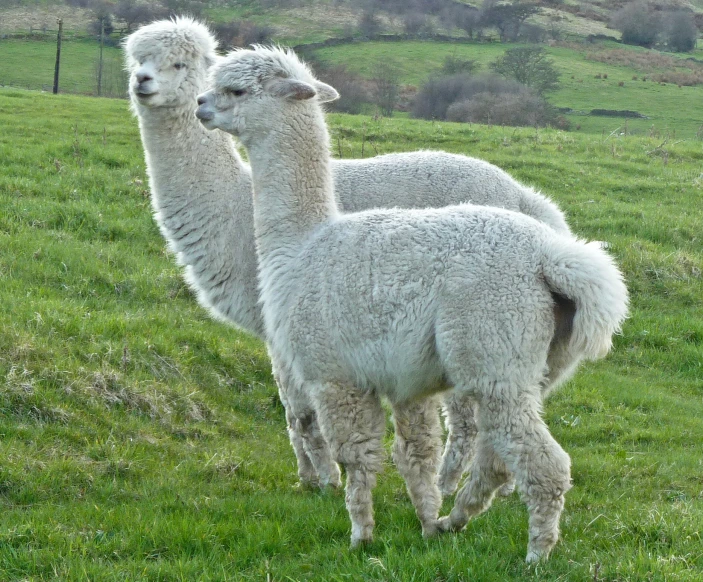 two white alpacas in a grassy field near some wire fencing