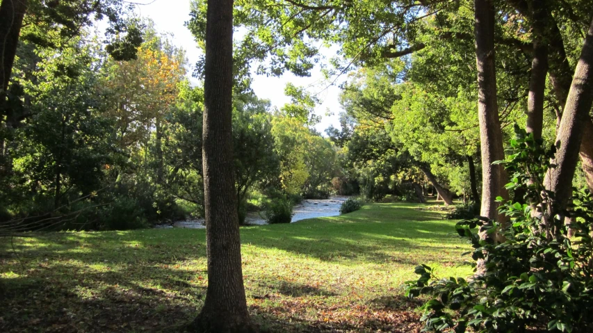 the trees line the path to a park