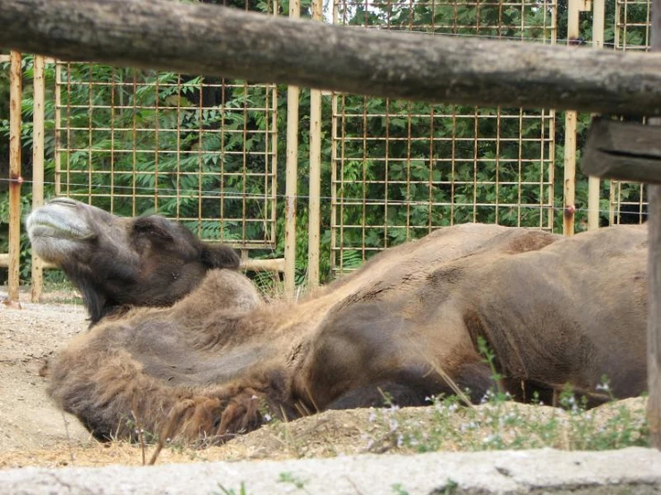 the bear is lying down next to another animal