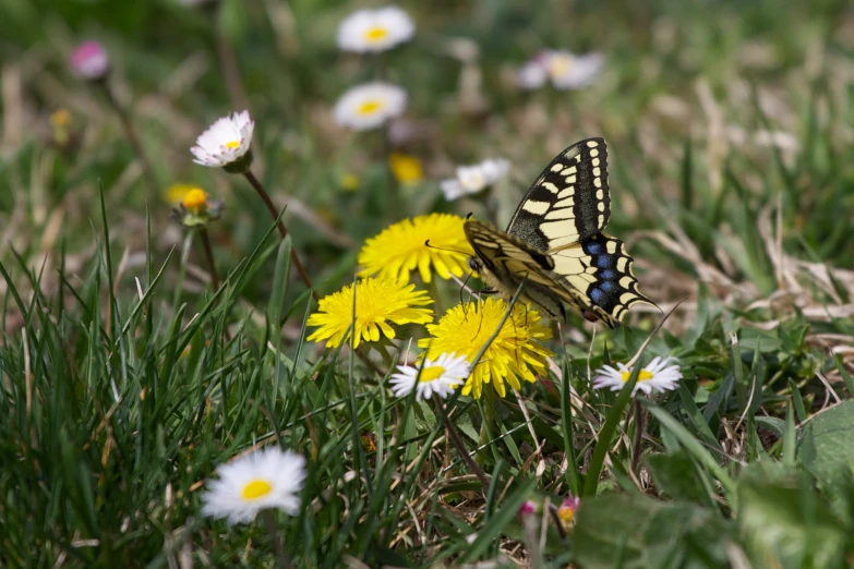 erfly and flower with the colors of yellow