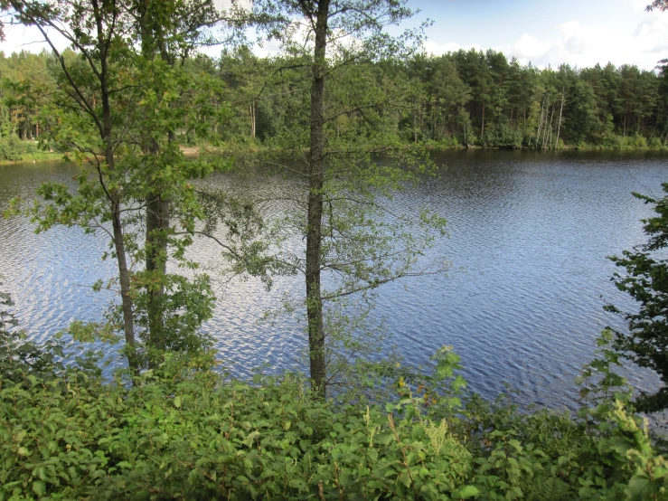 trees and bushes are at the edge of the water