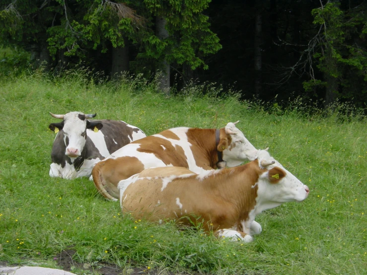 two brown and white cows in grassy field with trees in background