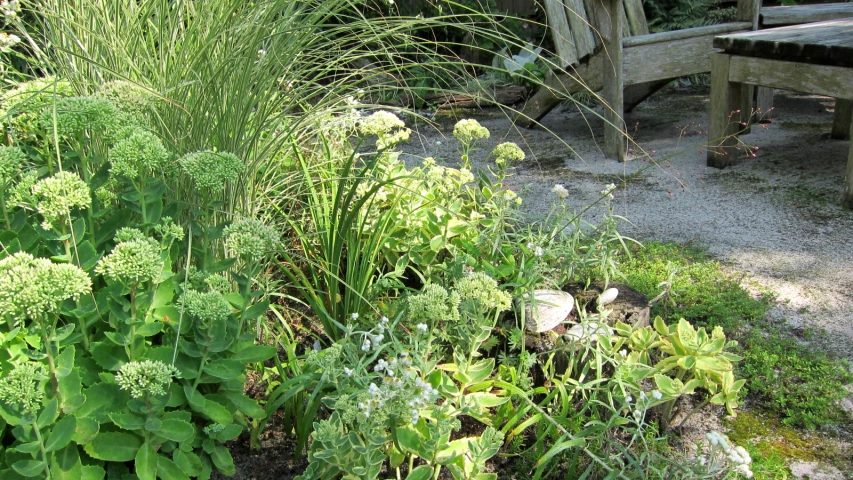 garden plants are planted next to a wooden bench