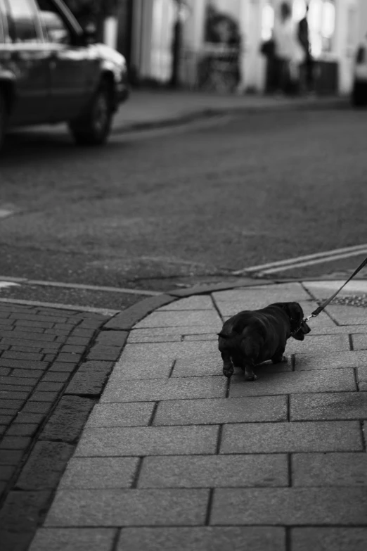 a woman is walking a small black dog down the street