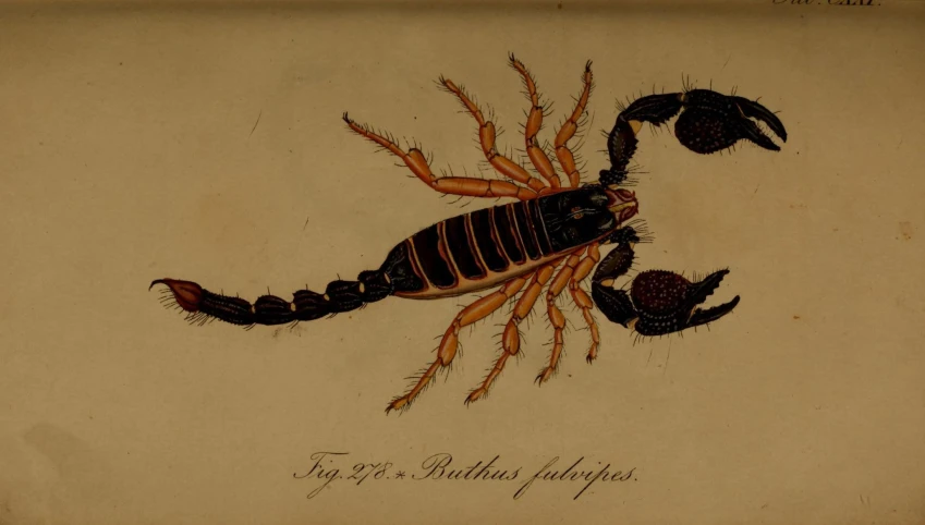 a drawing of a scorpion on paper with ink