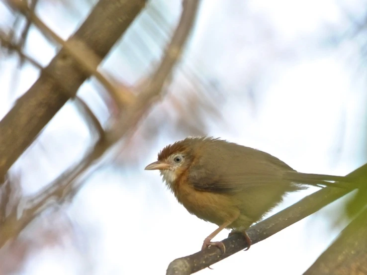 a small bird sitting on top of a nch in a tree