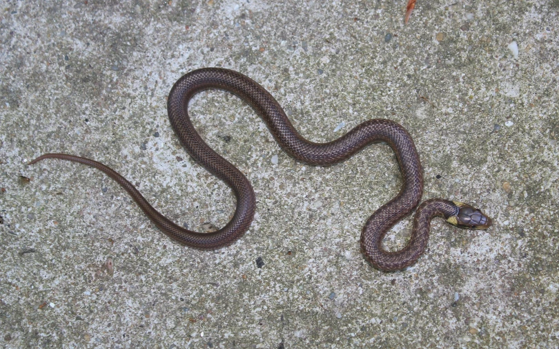 there is a purple snake that is laying down