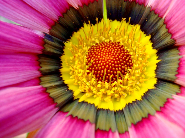 close up of a flower petals in pink and yellow